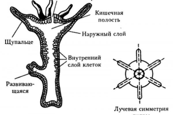 Зеркала kraken рабочие kraken6.at kraken7.at kraken8.at