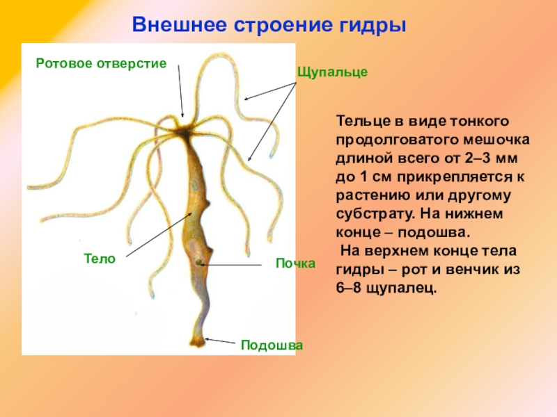 Kraken зеркало рабочее сегодня kraken6.at kraken7.at kraken8.at