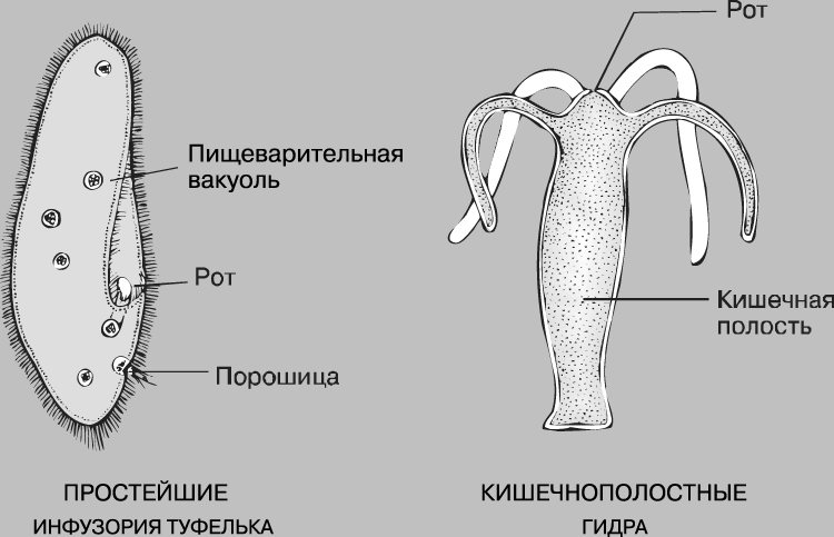 Ссылки kraken kraken6.at kraken7.at kraken8.at